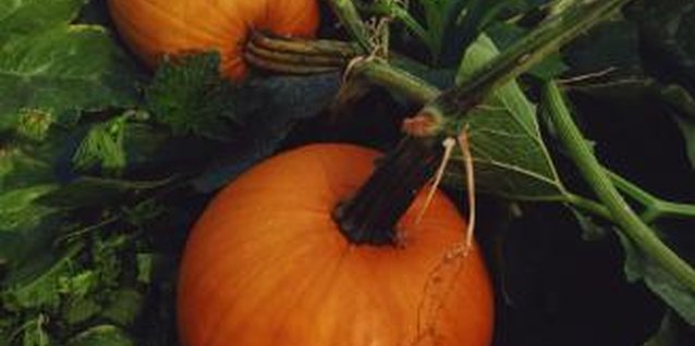 Jupiterimages/Comstock/Getty Images Pumpkins grow on lush, green vines that trail along the ground.