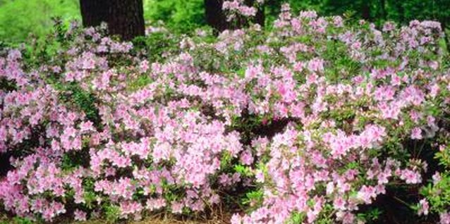Jupiterimages/Photos.com/Getty Images Shrubs in hotter climates often need more shade.