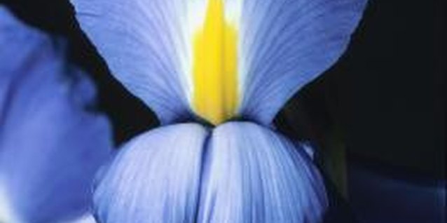 Hemera Technologies/AbleStock.com/Getty Images There are more than 200 species of Iris.