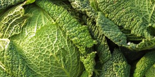 Hemera Technologies/AbleStock.com/Getty Images Depending on variety, cabbage matures in 55 to 100 days.