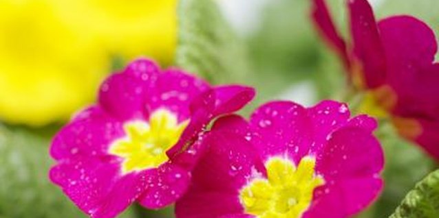 George Doyle/Stockbyte/Getty Images Cape primrose blooms come in purple, white, pink and yellow.