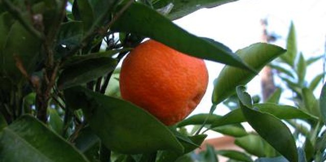 Jupiterimages/Photos.com/Getty Images The "Owari" satsuma is an evergreen tree.
