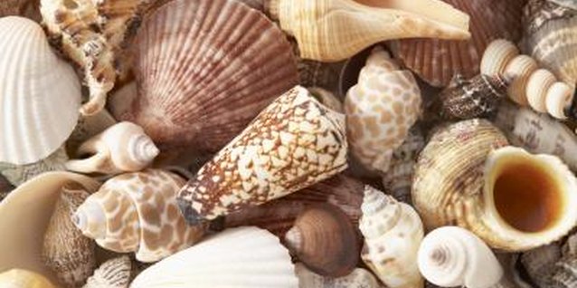 BananaStock/BananaStock/Getty Images For best results, choose clean, unbroken seashells to decorate your chandelier.