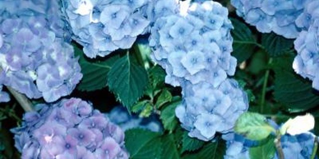 Jupiterimages/Photos.com/Getty Images French, hortensia and mophead are other names for summer-blooming bigleaf hydrangea.