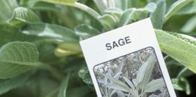 Hemera Technologies/AbleStock.com/Getty Images Sage has fewer pests than other plants due to its oils.