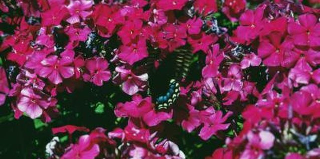 Photos.com/Photos.com/Getty Images Phlox flowers cluster at the top of the plant.