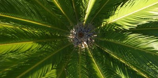 Hemera Technologies/AbleStock.com/Getty Images Seeds are in the center of the leaves on a female sago palm.