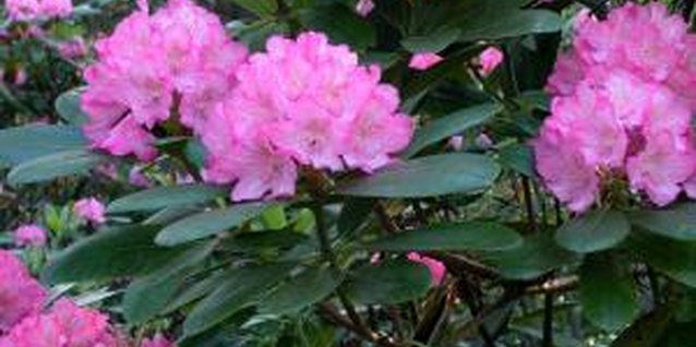 Jupiterimages/Photos.com/Getty Images Rhododendrons flower on the previous season's growth.