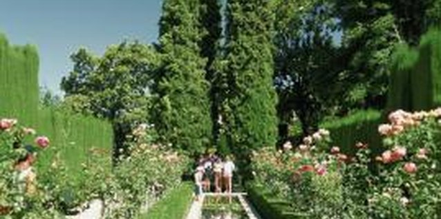 Medioimages/Photodisc/Photodisc/Getty Images Big Leyland cypress trees make poor foundation plantings.