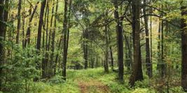 Thinkstock/Comstock/Getty Images Trimmer mowers clear vegetation without the fatigue of using a trimmer.