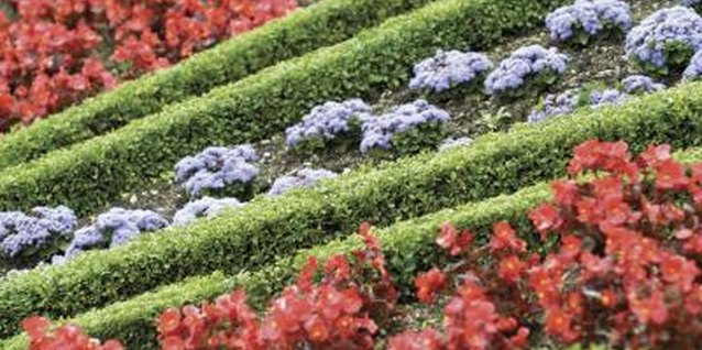 Medioimages/Photodisc/Valueline/Getty Images Gardeners use buxus plants to create borders.