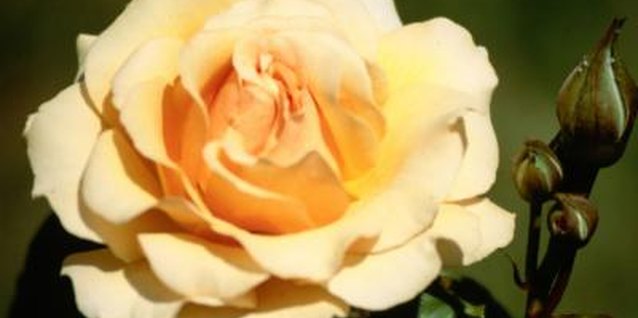 Jupiterimages/Photos.com/Getty Images Sevin is safe for most flowers, including roses.