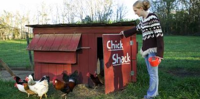 Thinkstock/Comstock/Getty Images A clean, shaded, well-ventilated coop is a healthier, cooler and more inviting environment.