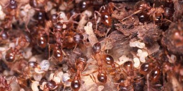 John Foxx/Stockbyte/Getty Images You may not like them, but ants are good for the soil.