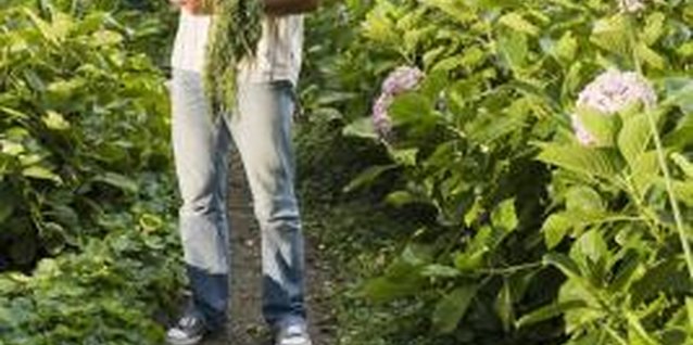 Jupiterimages/Pixland/Getty Images Healthy flowers and plants require adequate levels of NPK from soils.