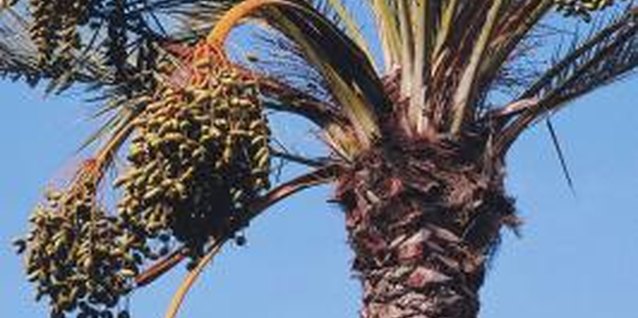 Jupiterimages/Photos.com/Getty Images Classically sweet dates come from the date palm.