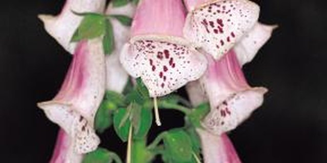 Jupiterimages/Photos.com/Getty Images Foxglove often displays dark purple spots inside the blooms.