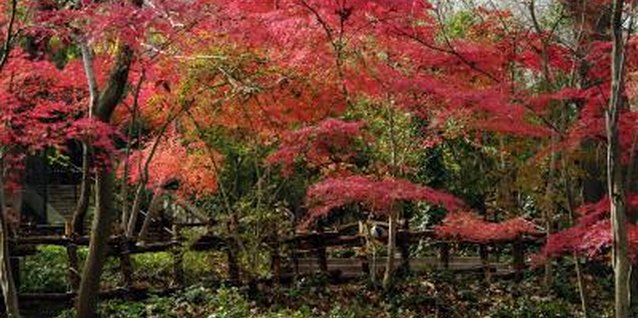 Jupiterimages/Photos.com/Getty Images Japanese maples are small trees that grow well in the shade.