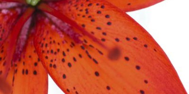 Ablestock.com/AbleStock.com/Getty Images Tiger lilies are grown for their showy, summer bloom.