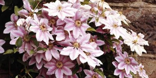 Jupiterimages/Photos.com/Getty Images Keep clematis healthy and vigorous to prevent aphid infestations.
