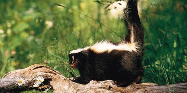 Comstock/Comstock/Getty Images Skunks roam most in late winter to early spring and fall.