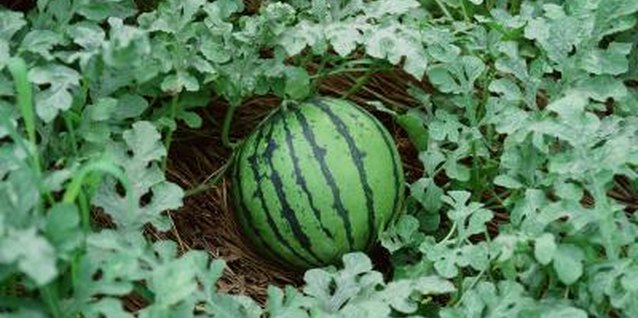 Jupiterimages/Photos.com/Getty Images Healthy melon plants are better able to fight off insect pests.