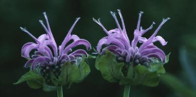 Hemera Technologies/Photos.com/Getty Images Bee balm is a long-blooming, insect-attracting flowering perennial that grows well in damp sites.