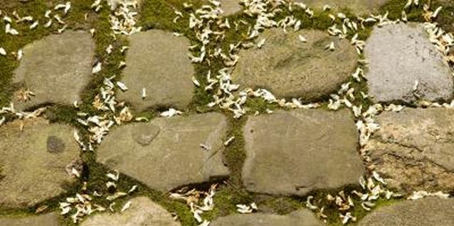 Hemera Technologies/AbleStock.com/Getty Images Mosses can be classified as either acrocarpous or pleurocarpous.