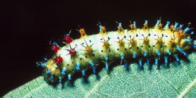 Jupiterimages/Photos.com/Getty Images Some caterpillars are covered with short, stiff spikes.