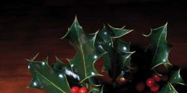 Stockbyte/Stockbyte/Getty Images Spiny English holly is beautiful but potentially harmful.