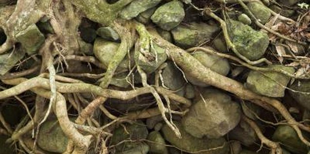 Thinkstock/Comstock/Getty Images Root pruning may kill the tree if not done carefully.