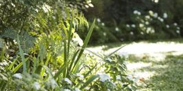Maria Teijeiro/Digital Vision/Getty Images Proper nutrition and maintenance can keep clover from invading your yard.
