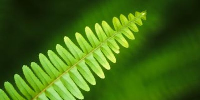 John Foxx/Stockbyte/Getty Images Ferns reproduce by spores found on the underside of leaves.