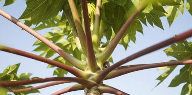 Medioimages/Photodisc/Photodisc/Getty Images Planting castor beans in rotation with grain crops helps prevent unwanted bean plants.