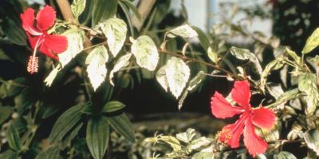 Jupiterimages/Photos.com/Getty Images Brilliant red swamp mallow is also called Texas star.