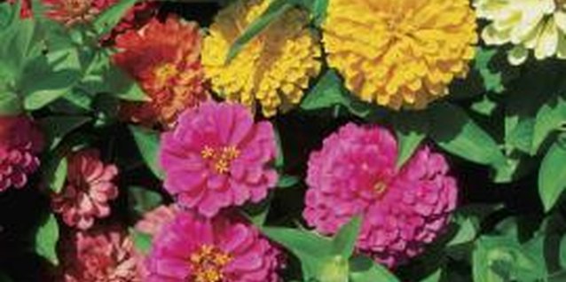 Medioimages/Photodisc/Photodisc/Getty Images Plant zinnia seeds indoors a few weeks before the last frost.