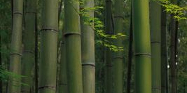 Comstock/Comstock/Getty Images Some varieties of bamboo can grow 1 foot or more per day.