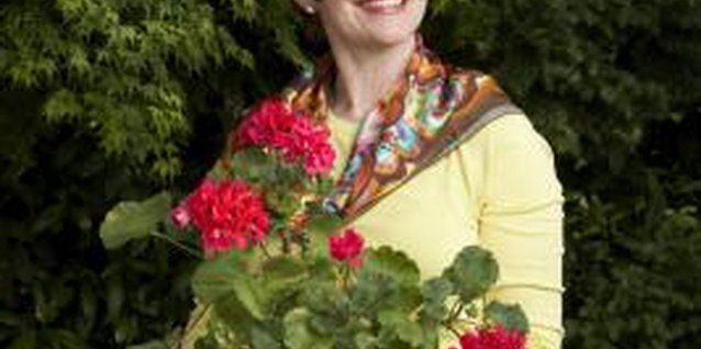 John Keatley/Lifesize/Getty Images Pot up favorite geraniums to produce more for next spring.