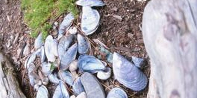 Hemera Technologies/Photos.com/Getty Images Raised beds can be made from almost anything that will contain soil.