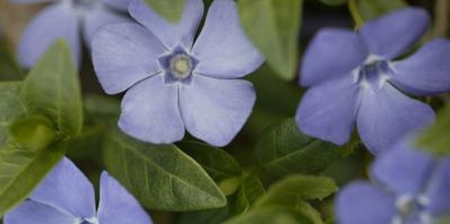 Comstock/Comstock/Getty Images Remove forget-me-nots from the grass and crowd them out with dense grass.