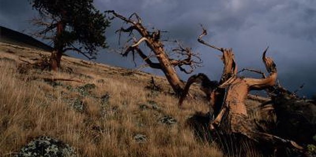 Dynamic Graphics Group/Dynamic Graphics Group/Getty Images The gnarled trunks of bristlecone pines are unique to wild specimens.
