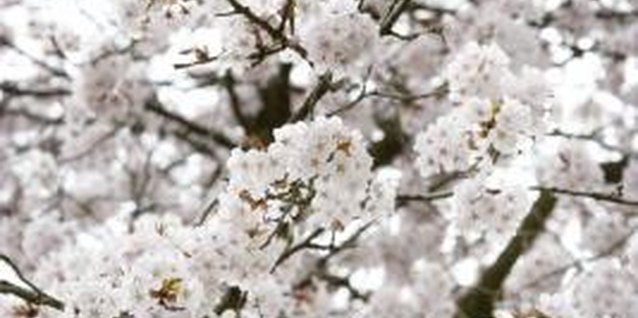 BananaStock/BananaStock/Getty Images Sour cherry trees have beautiful white blossoms on bare branches in early spring.