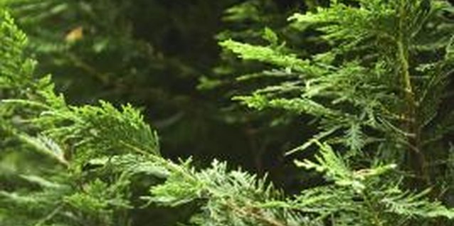 Thinkstock/Comstock/Getty Images Fragrant Western red cedar foliage remains green year-round.