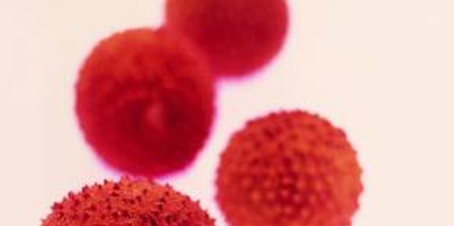 Stockbyte/Stockbyte/Getty Images Lychee seeds germinate in one to four weeks in moist, warm soil.