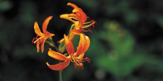 Jupiterimages/Photos.com/Getty Images Asiatic lilies flower for a month or more during summer.