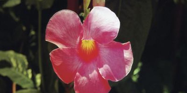 Medioimages/Photodisc/Valueline/Getty Images Mandevilla blooms appear in the summer.