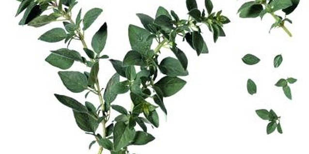 Brand X Pictures/Brand X Pictures/Getty Images Protect oregano from afternoon sunlight in hot climates.