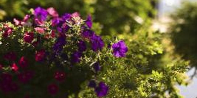Thinkstock/Comstock/Getty Images Mix it up with multiple colors or plant types in one container.
