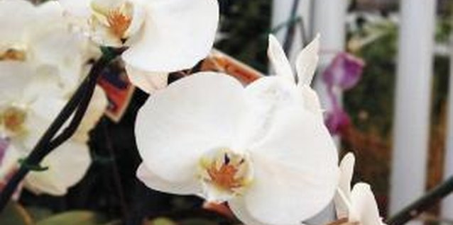Medioimages/Photodisc/Valueline/Getty Images Phalaenopsis orchids and other air plants eventually attach to wooden plaques without support.