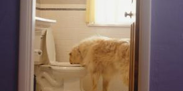 Ryan McVay/Digital Vision/Getty Images Quieting a running toilet is one of the simplest home repairs.